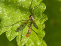 Ptychoptera albimana